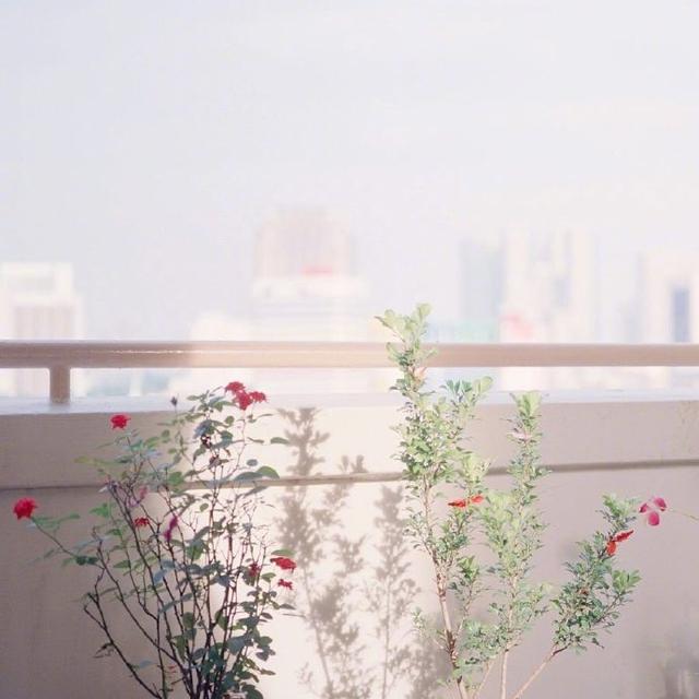 你不需要原谅，但你需要放下-松竹摘